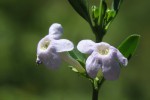Freylinia tropica