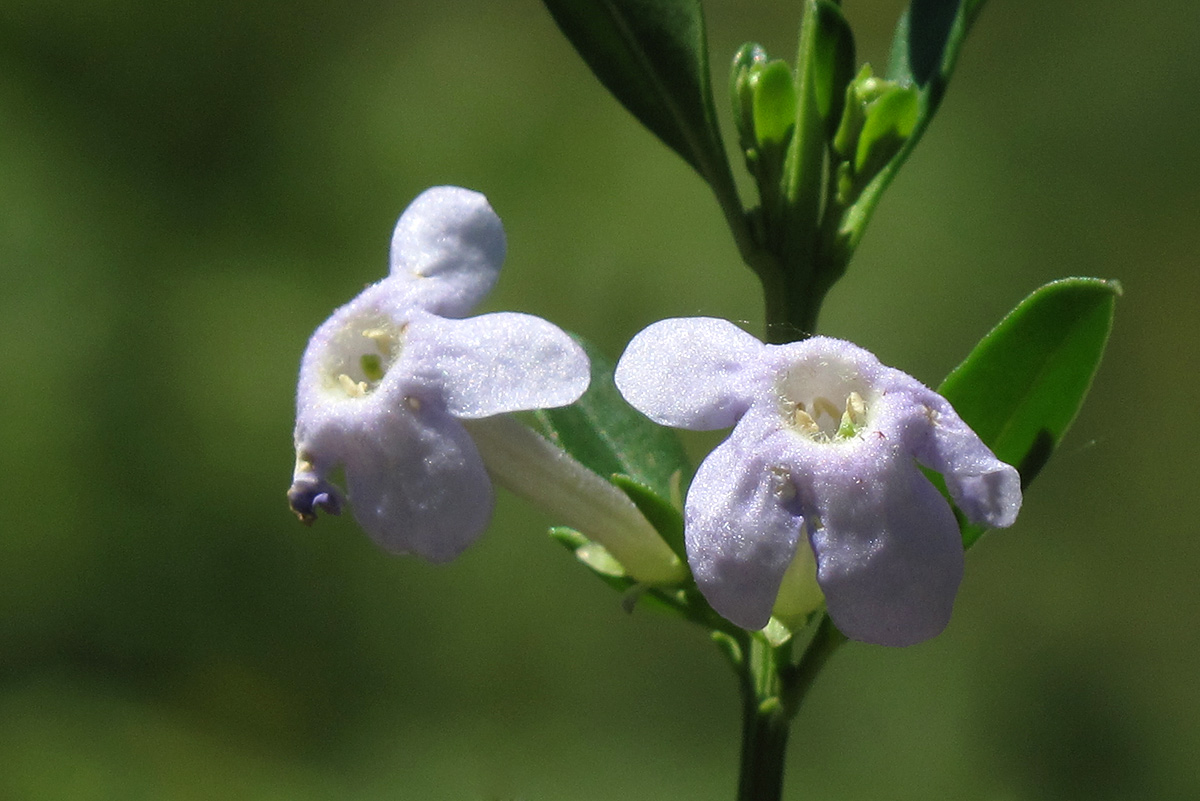 Freylinia tropica Freylinia tropica