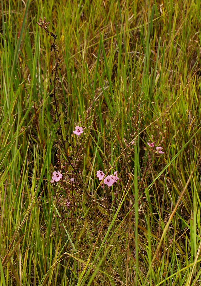 Sopubia mannii var. tenuifolia Sopubia mannii var. tenuifolia