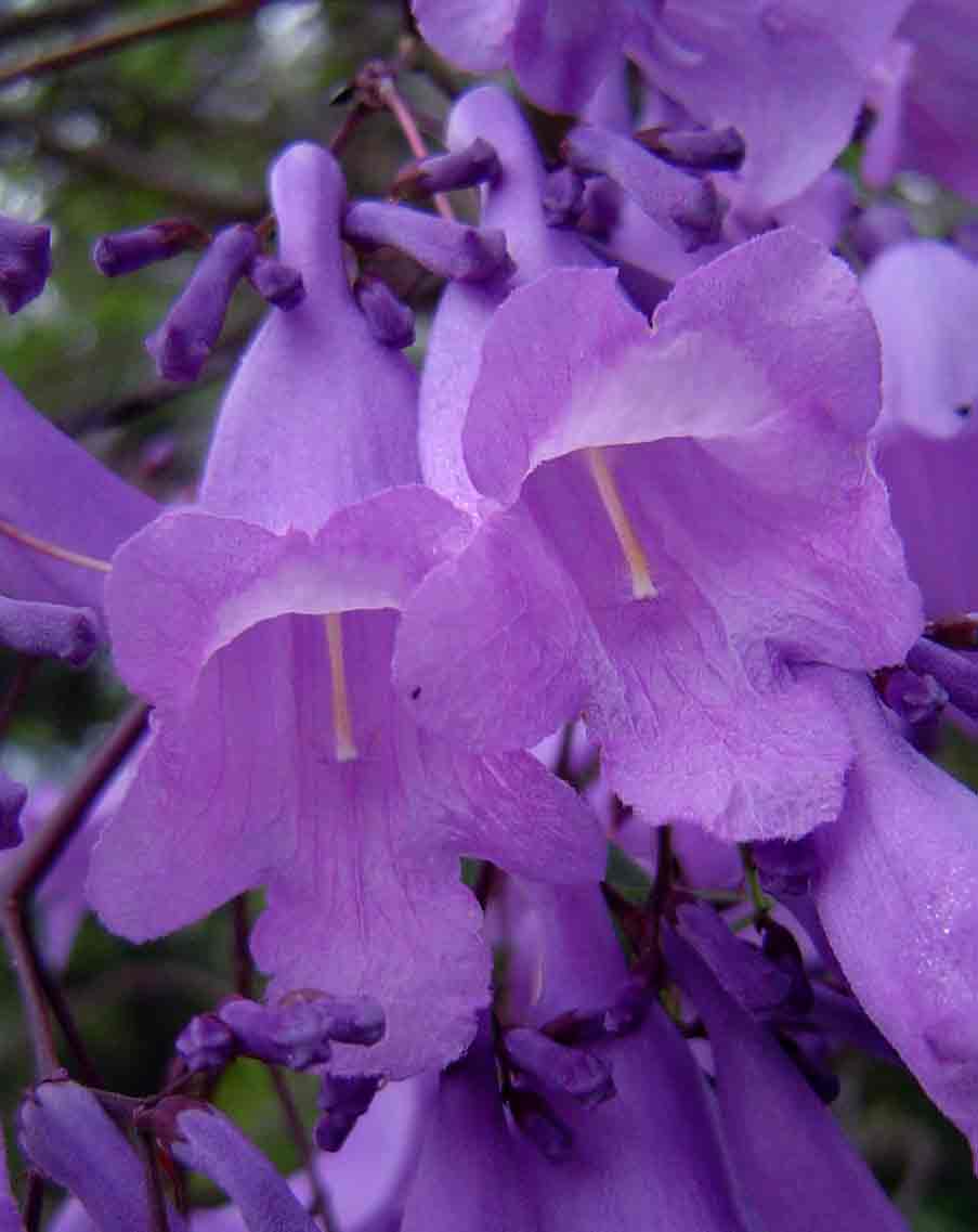 Jacaranda mimosifolia Jacaranda mimosifolia