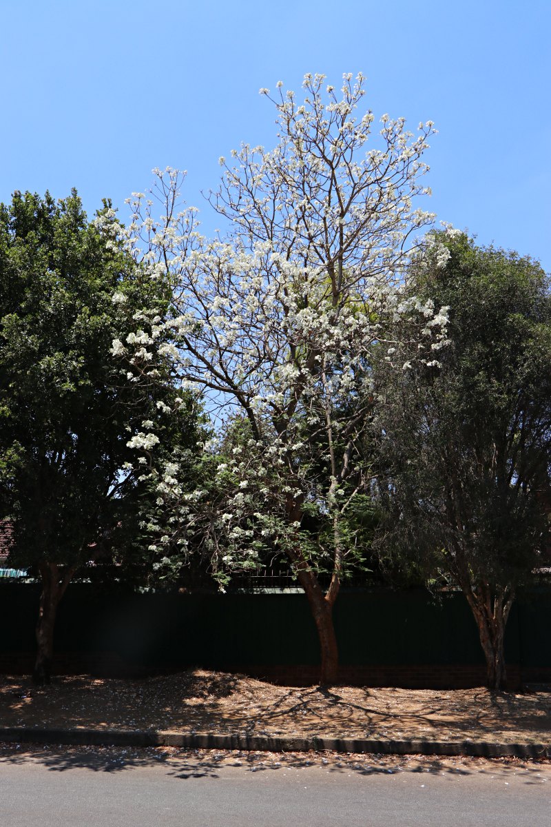 Jacaranda mimosifolia Jacaranda mimosifolia