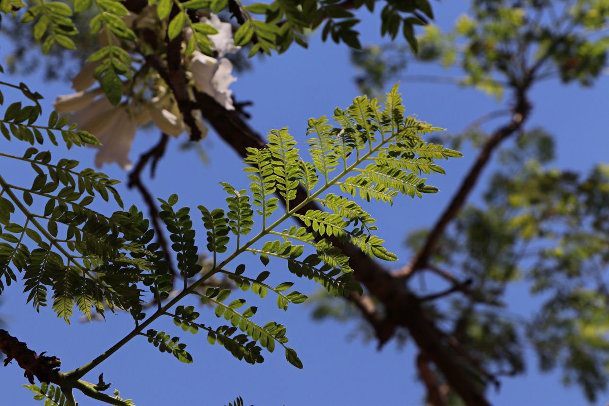 Jacaranda mimosifolia Jacaranda mimosifolia