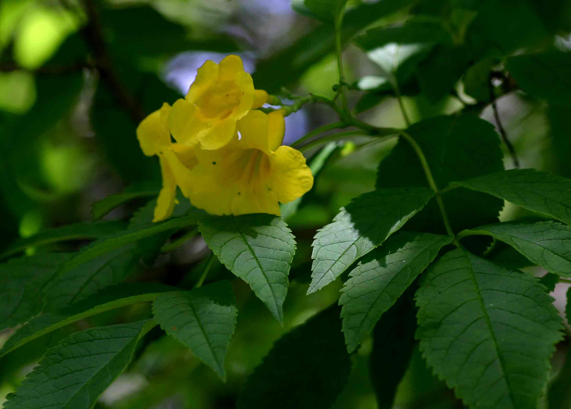 Tecoma stans