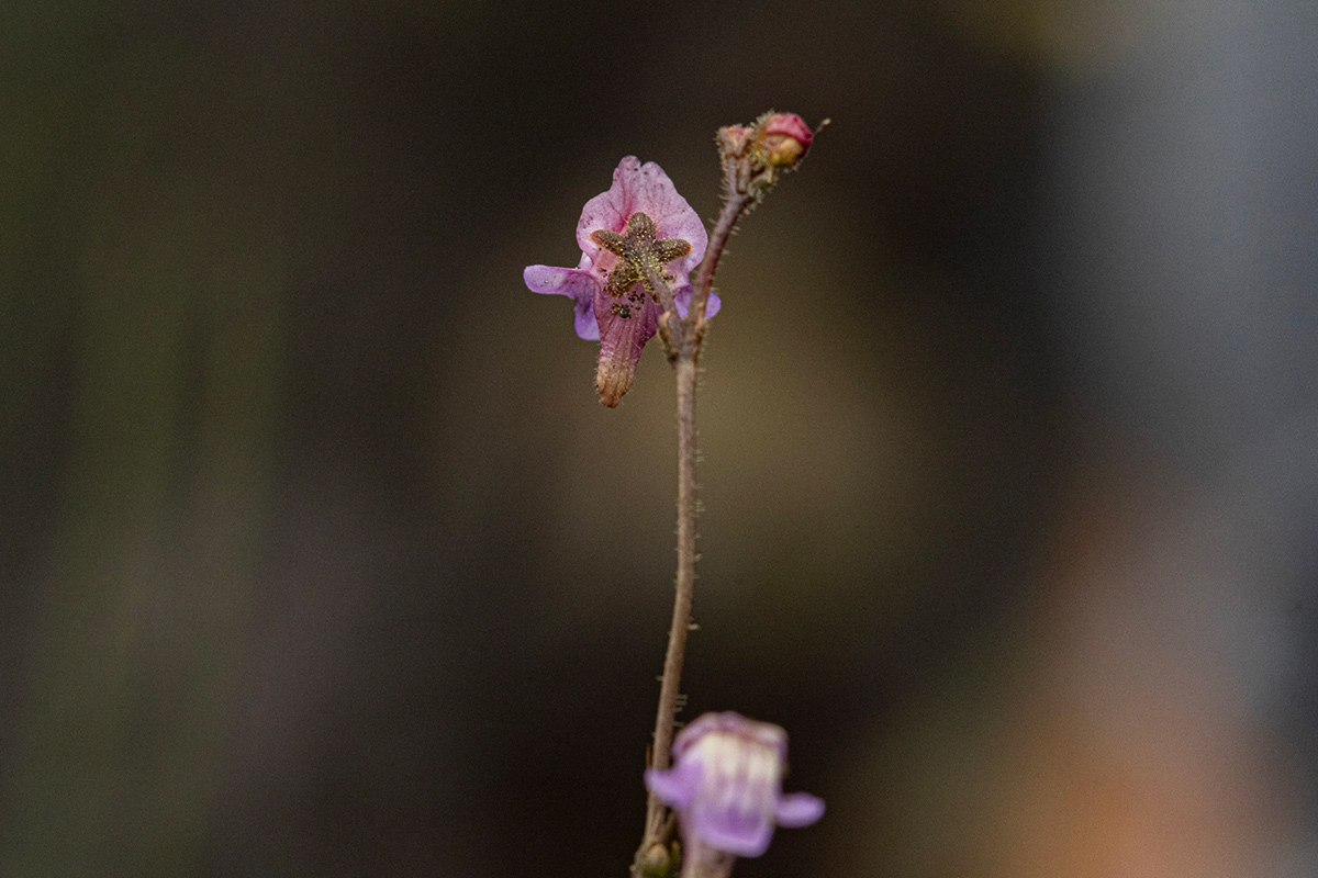 Genlisea africana