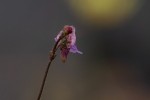 Genlisea africana
