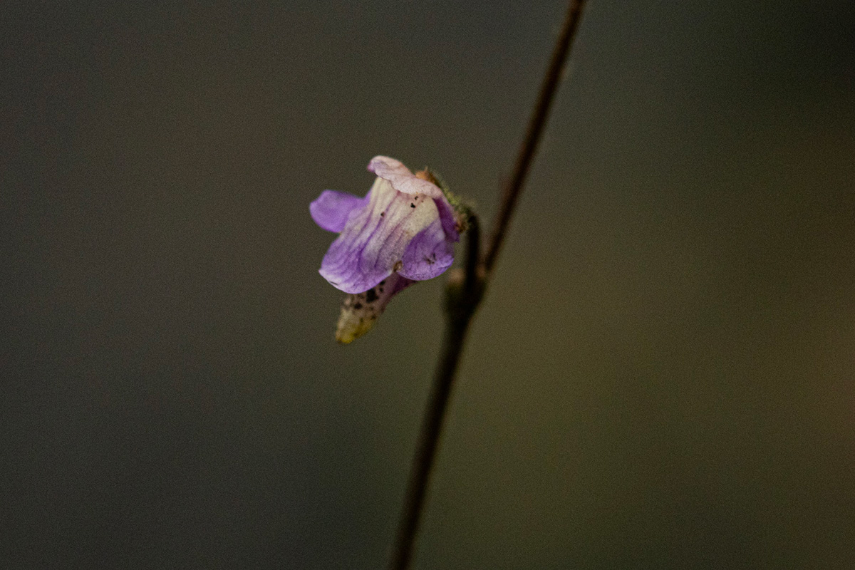 Genlisea africana Genlisea africana