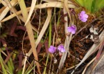 Genlisea hispidula