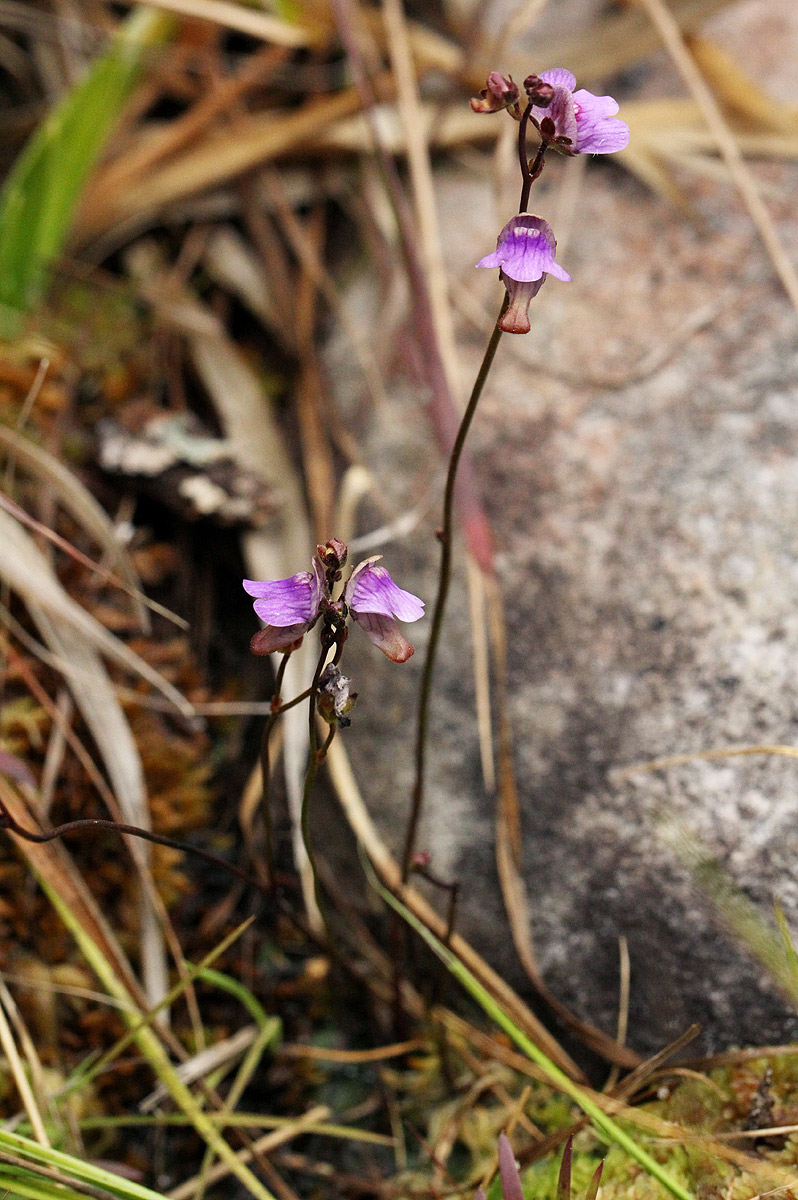Genlisea hispidula