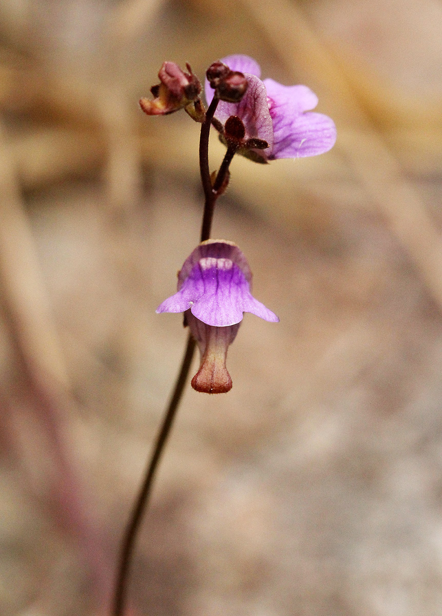 Genlisea hispidula