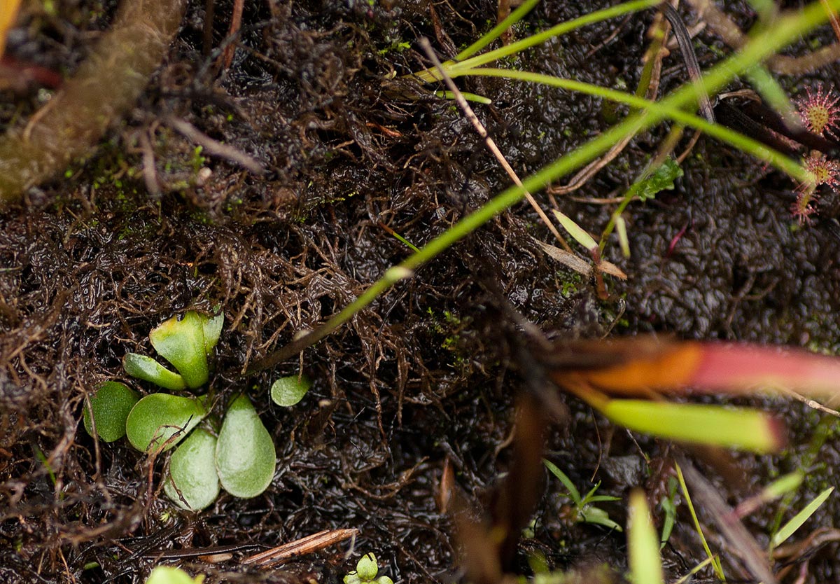 Genlisea hispidula Genlisea hispidula
