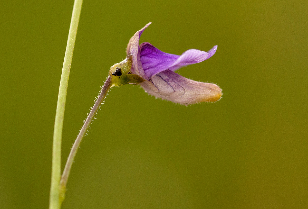 Genlisea hispidula Genlisea hispidula