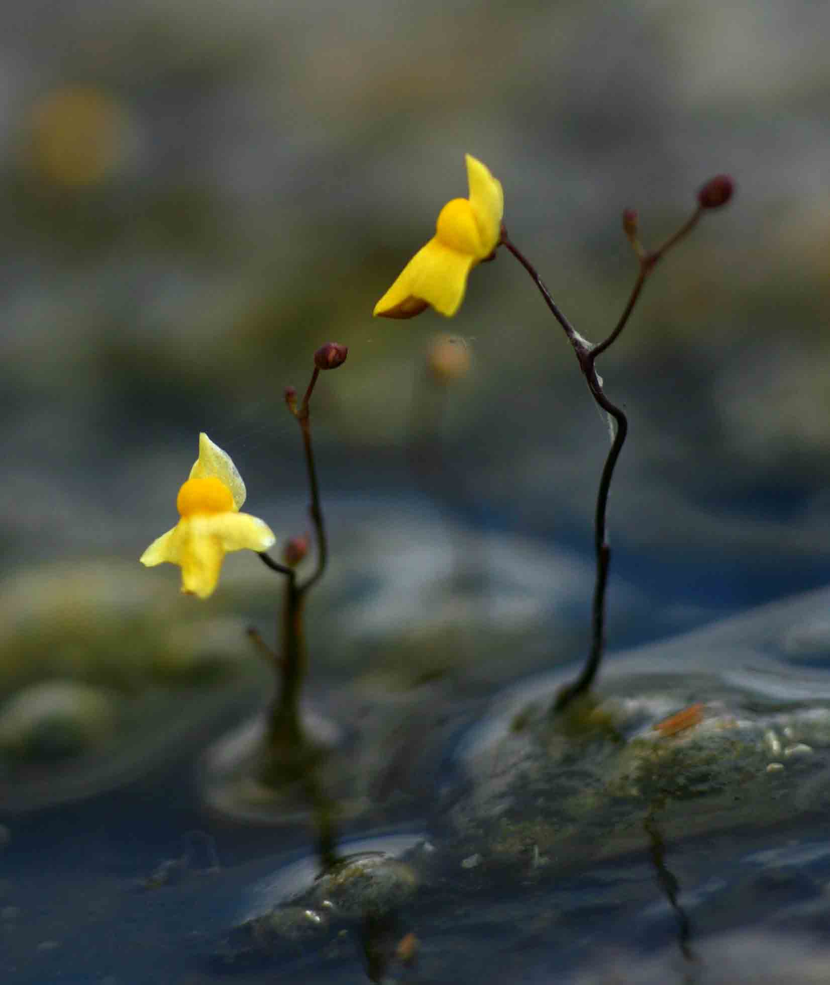 Utricularia subulata Utricularia subulata