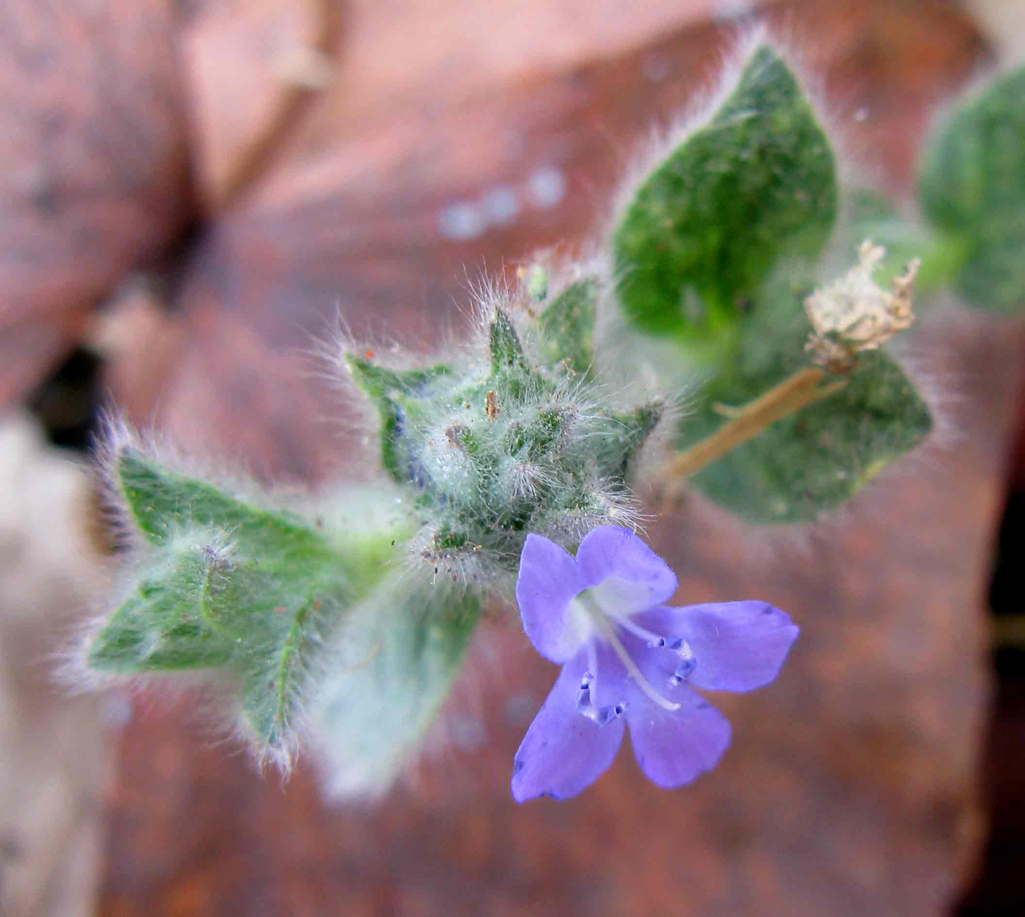 Nelsonia canescens Nelsonia canescens