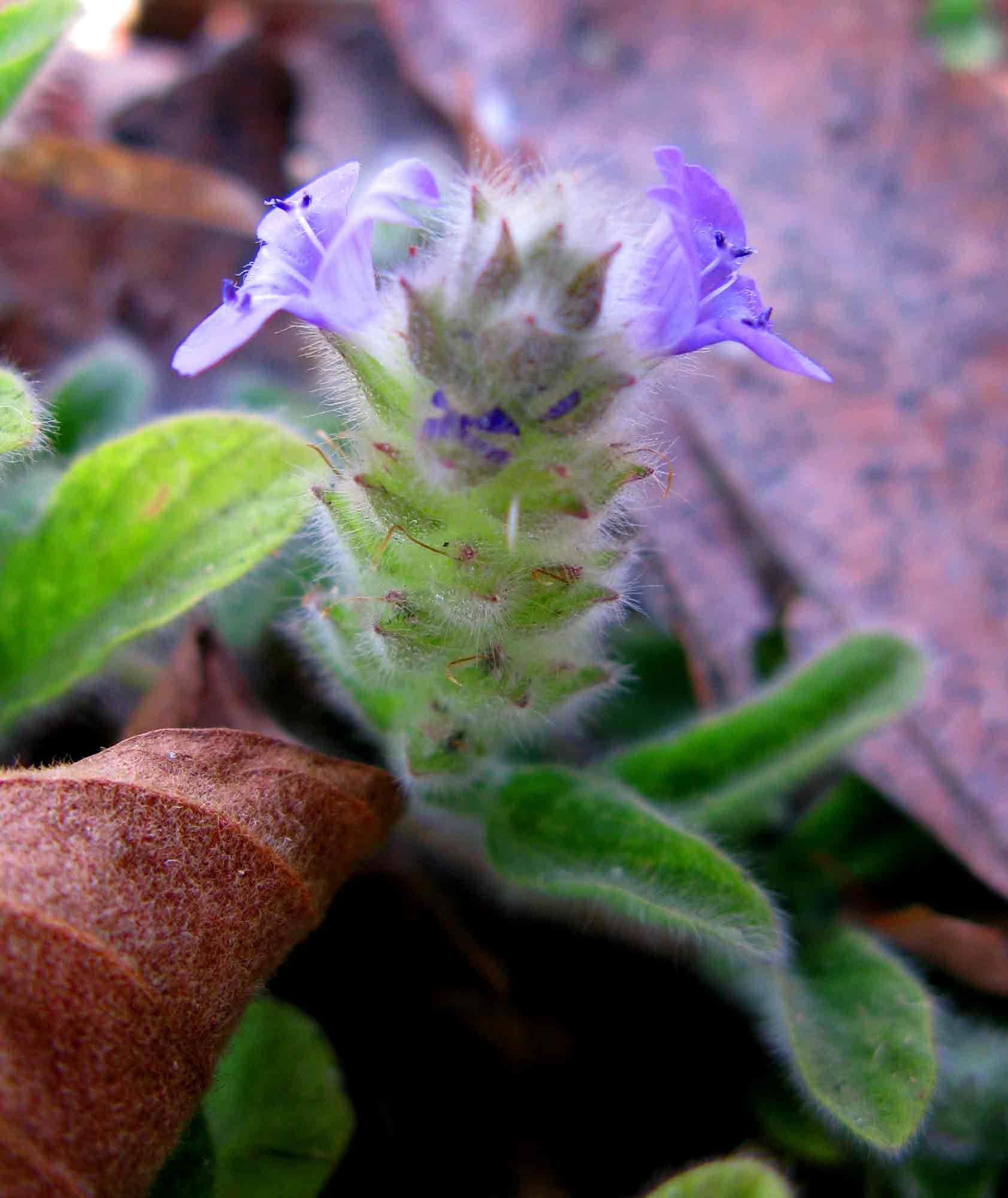 Nelsonia canescens Nelsonia canescens