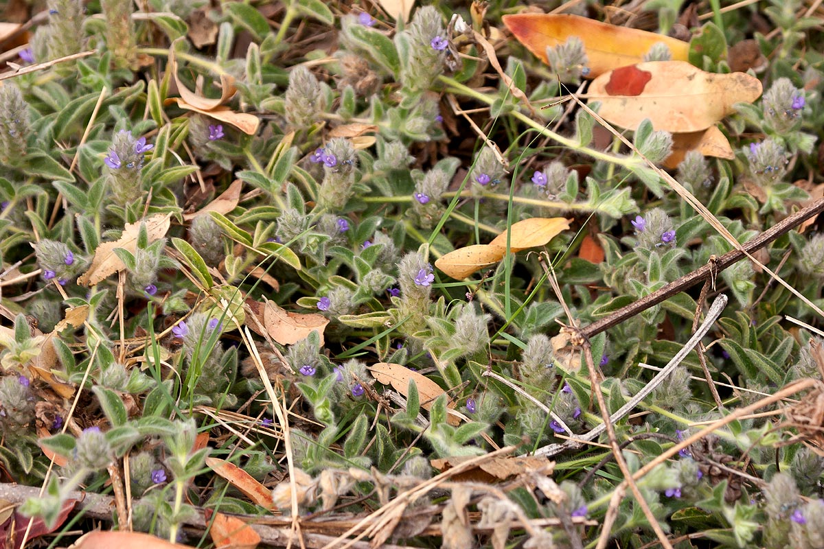 Nelsonia canescens Nelsonia canescens