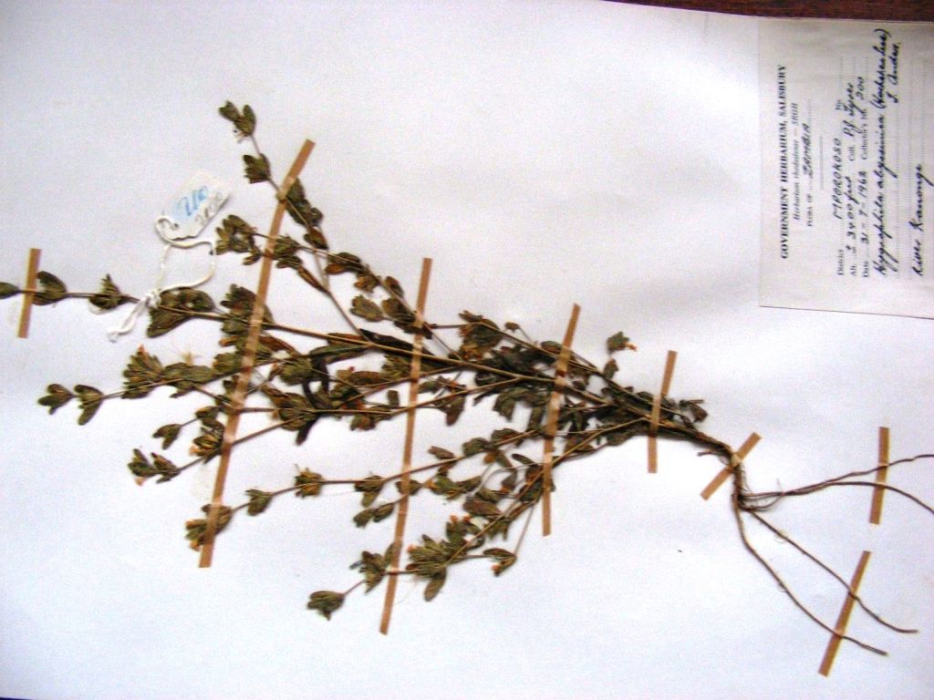 Hygrophila abyssinica Hygrophila abyssinica