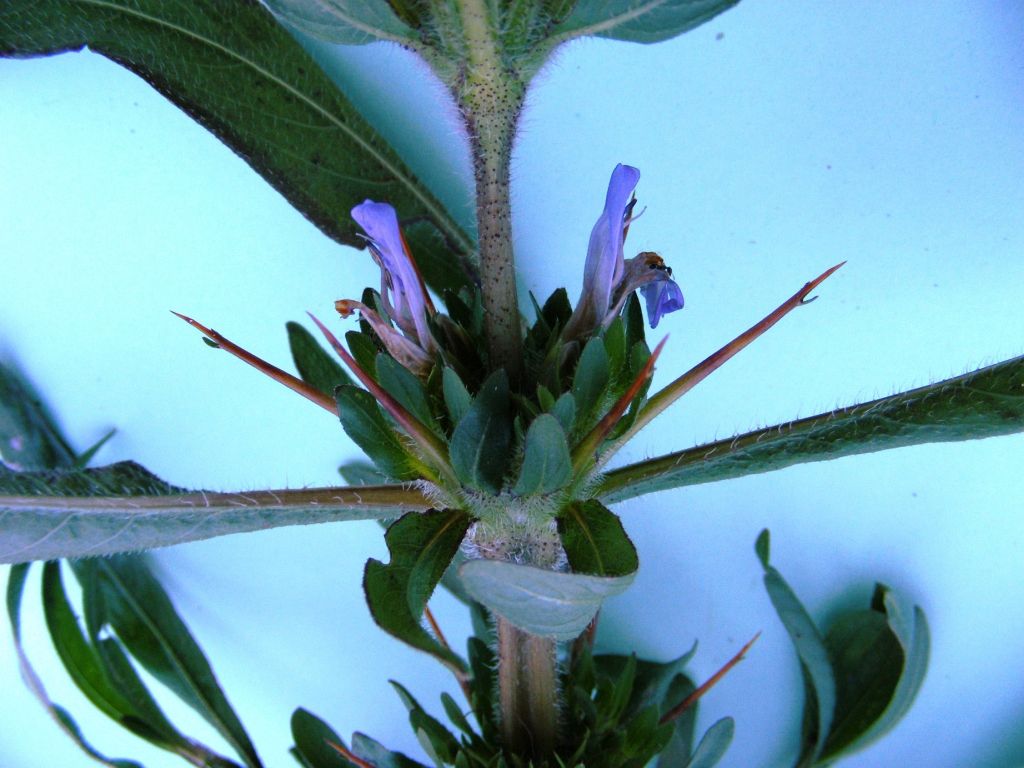 Hygrophila auriculata Hygrophila auriculata