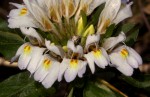 Hygrophila auriculata