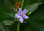 Ruellia prostrata