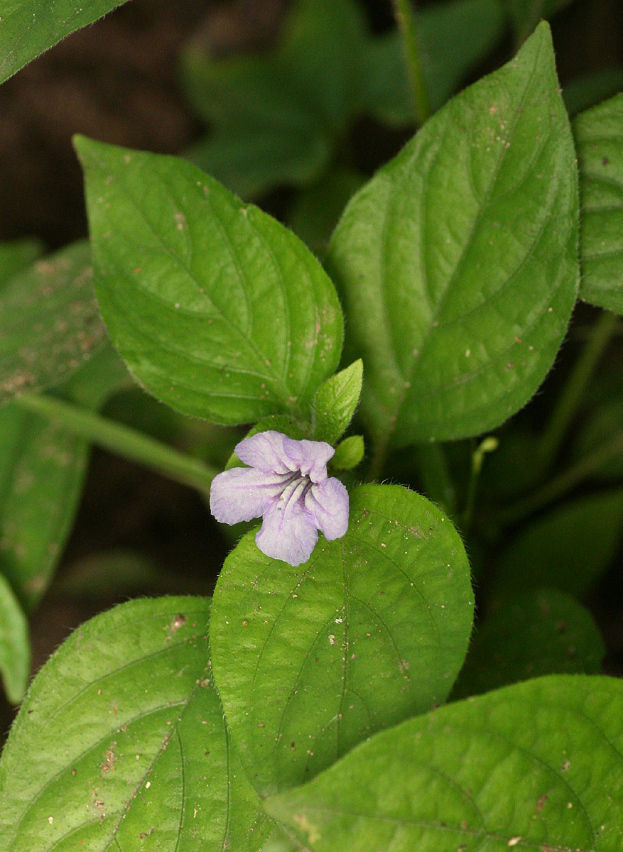 Ruellia prostrata Ruellia prostrata