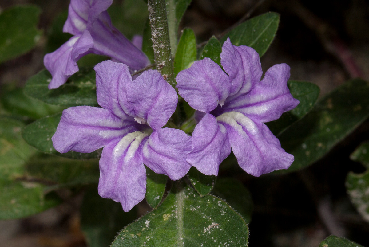 Ruellia patula Ruellia patula