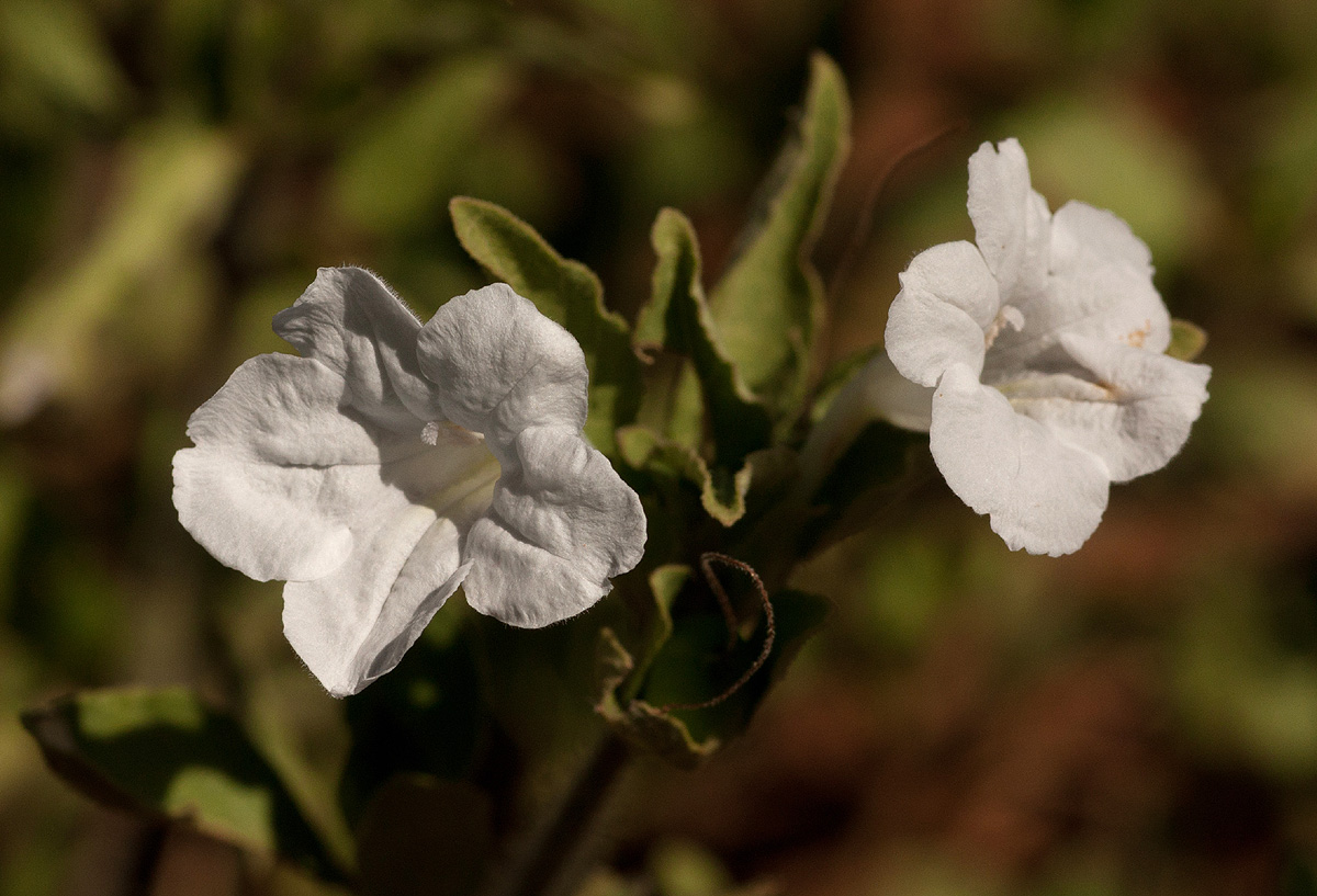 Ruellia patula Ruellia patula