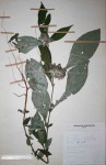 Barleria holstii