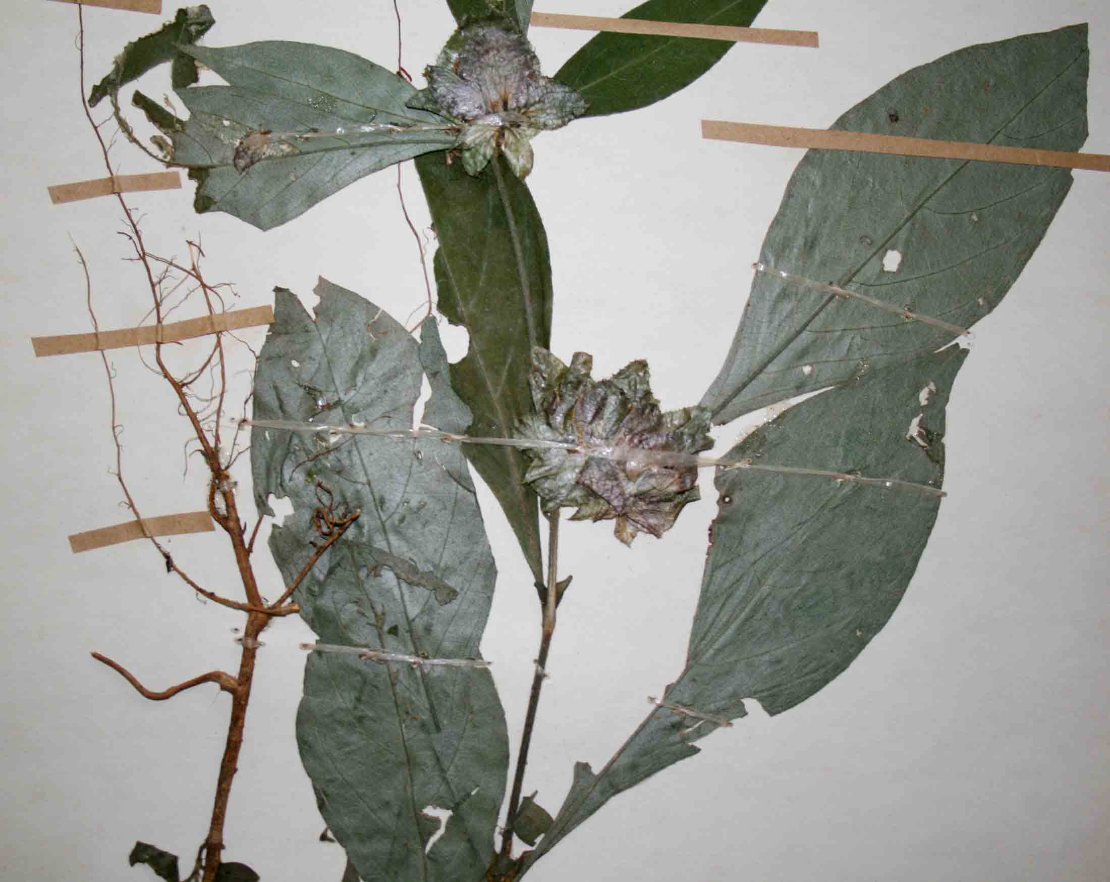 Barleria holstii Barleria holstii