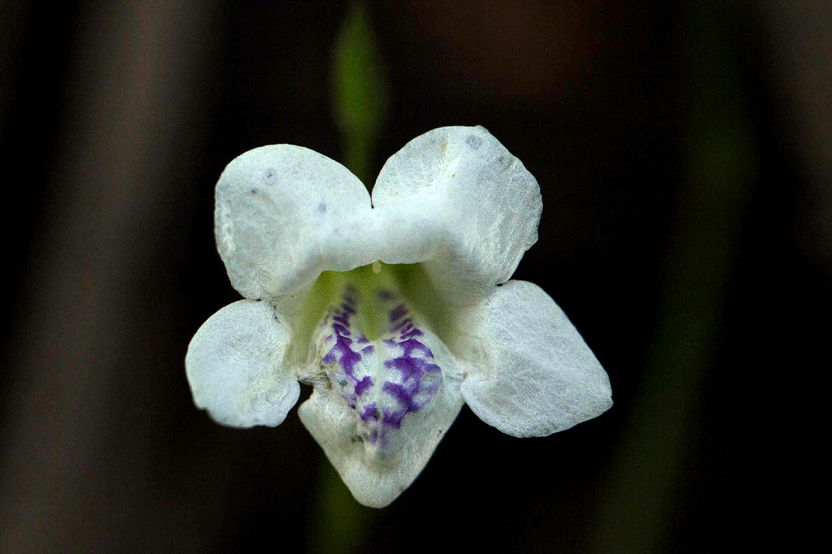 Asystasia intrusa Asystasia intrusa