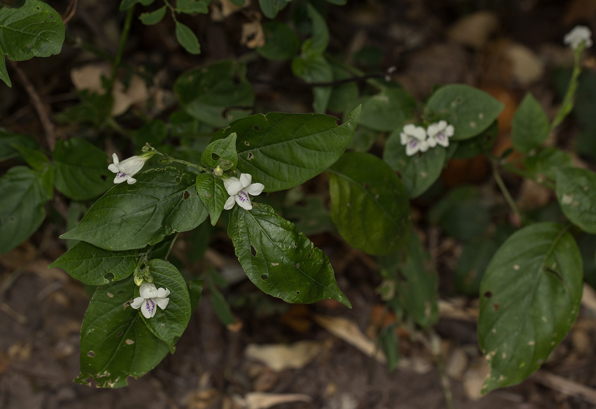 Asystasia intrusa