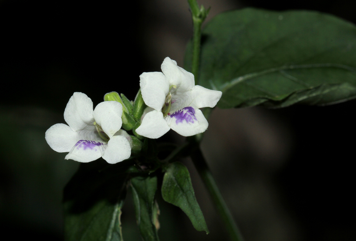 Asystasia intrusa