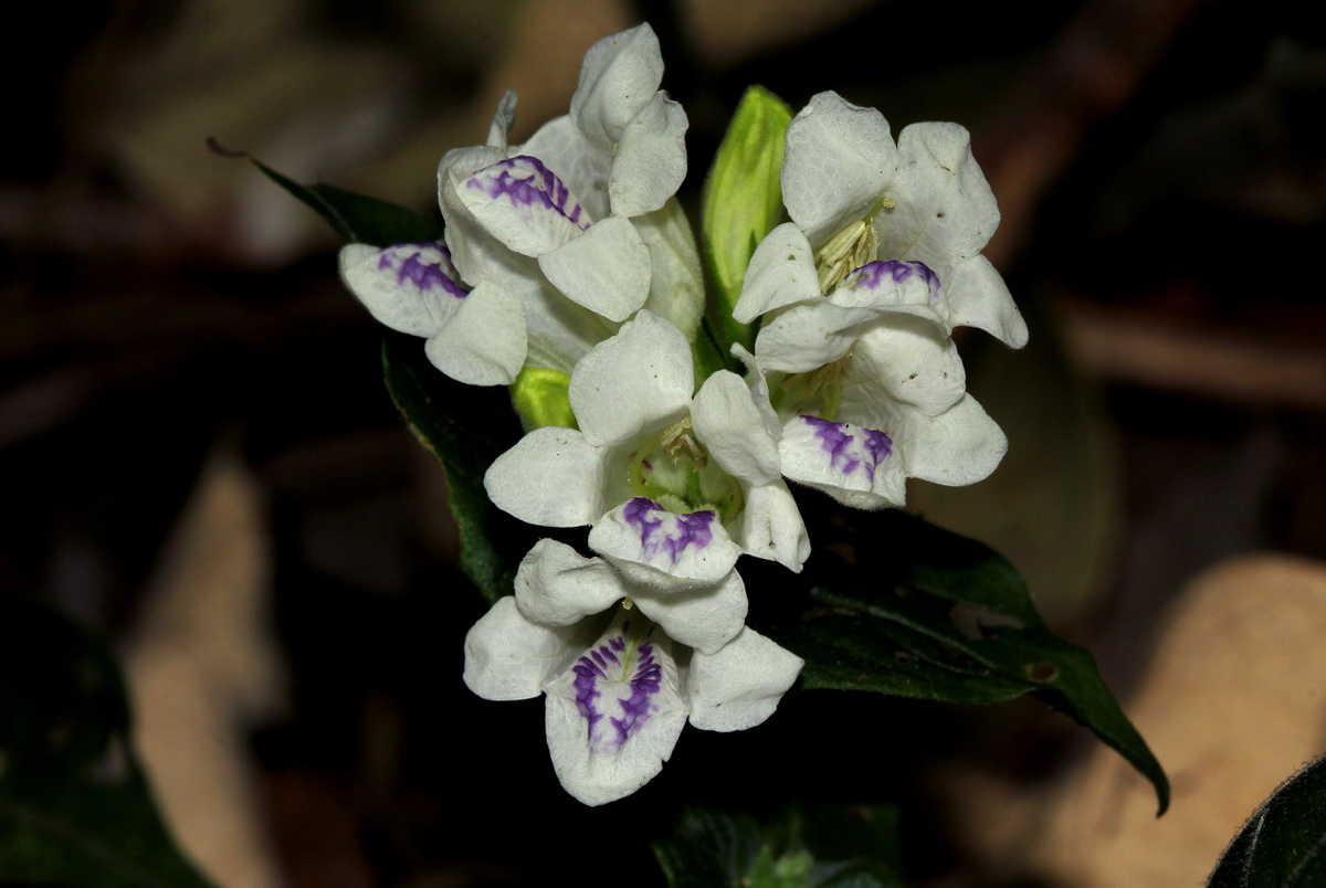 Asystasia intrusa