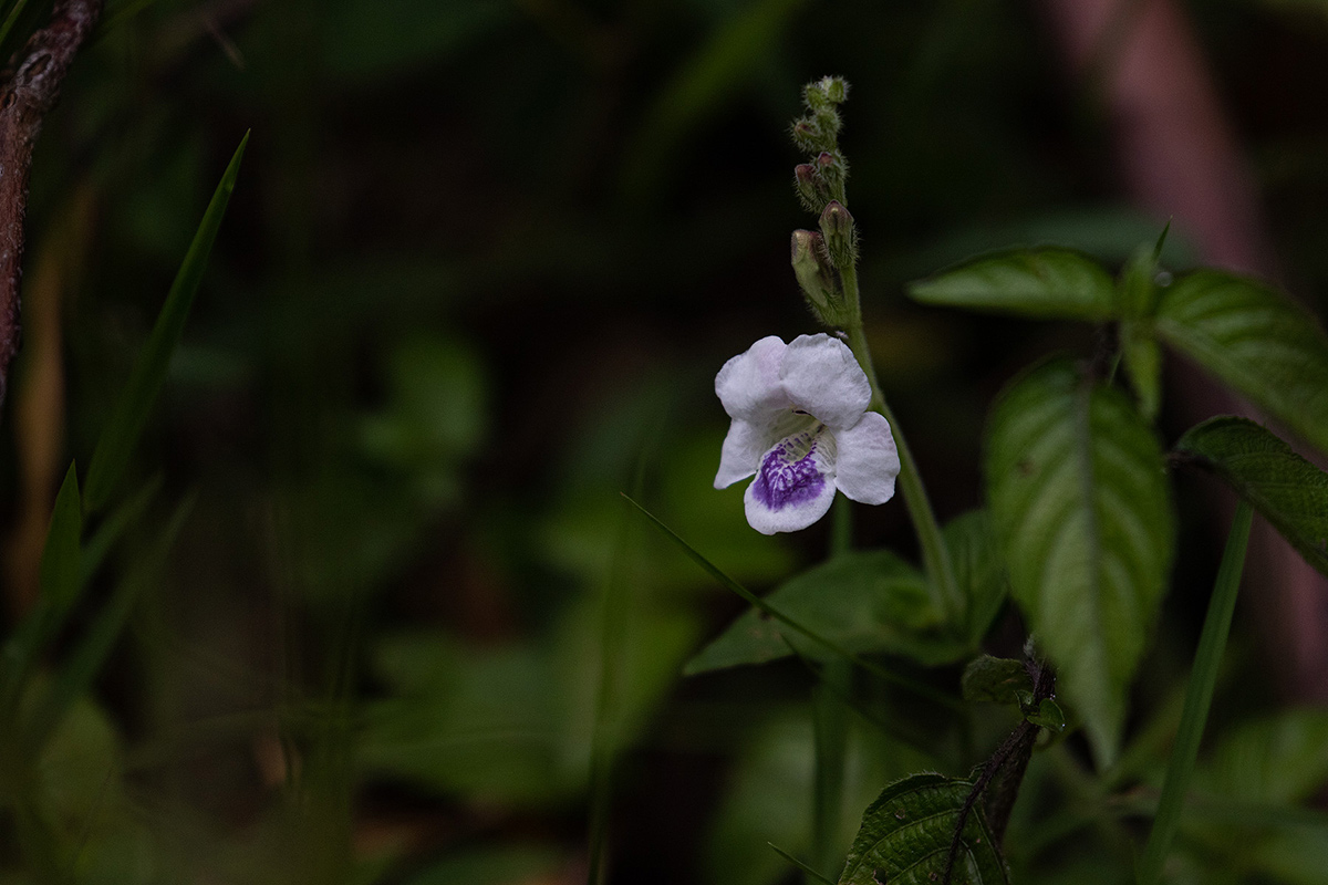 Asystasia intrusa Asystasia intrusa