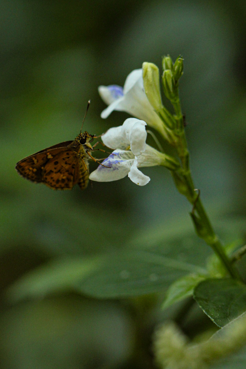 Asystasia intrusa Asystasia intrusa