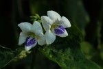 Asystasia intrusa