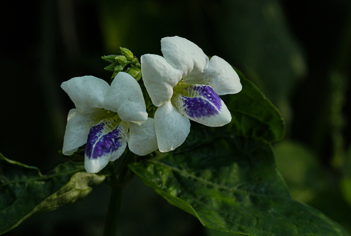 Asystasia intrusa