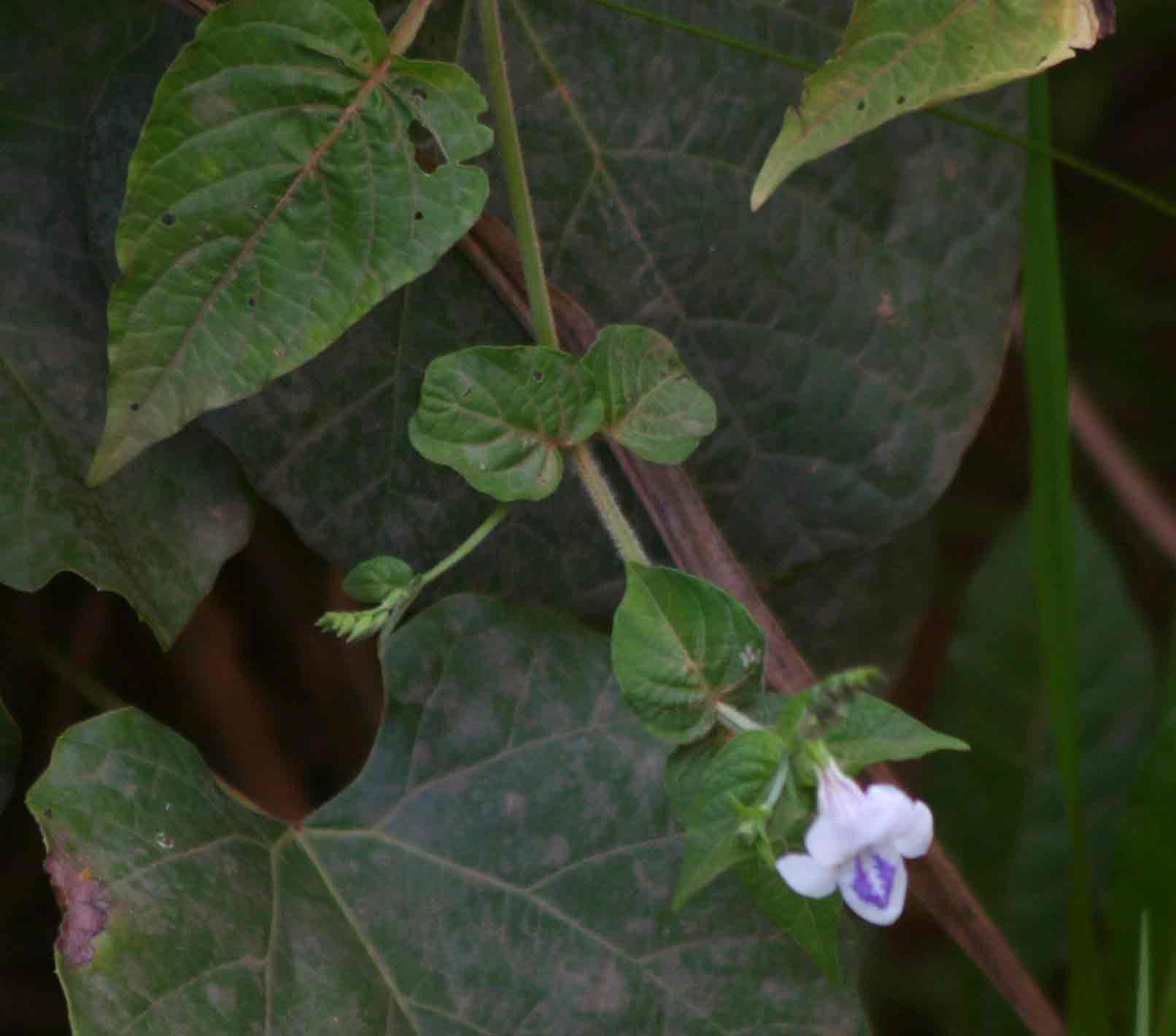 Asystasia intrusa Asystasia intrusa