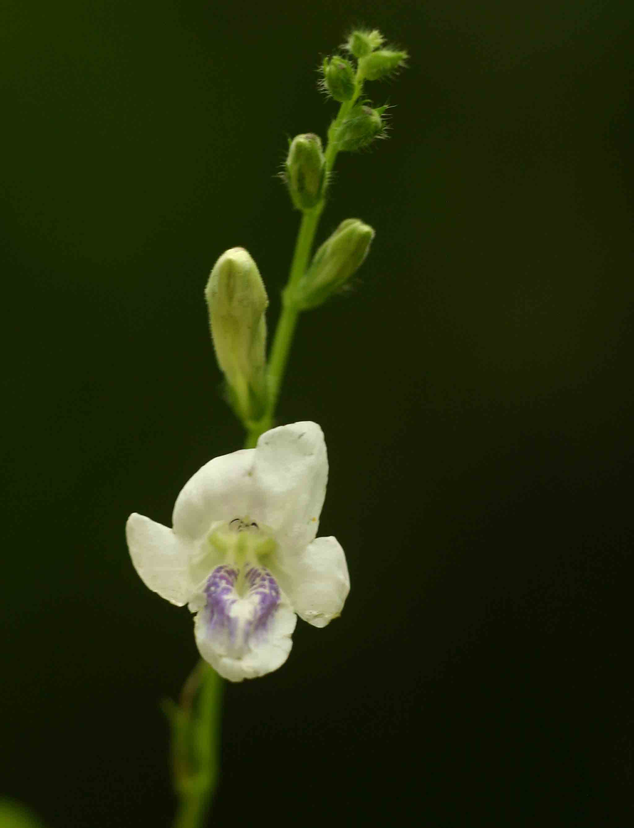 Asystasia intrusa Asystasia intrusa