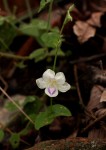Asystasia intrusa