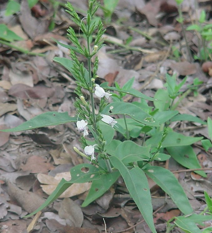 Hypoestes forskaolii subsp. forskaolii Hypoestes forskaolii subsp. forskaolii