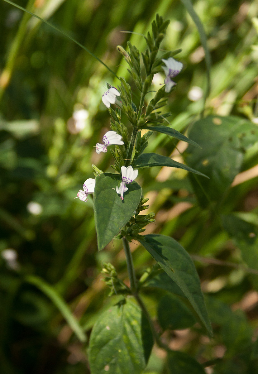 Hypoestes forskaolii subsp. forskaolii Hypoestes forskaolii subsp. forskaolii