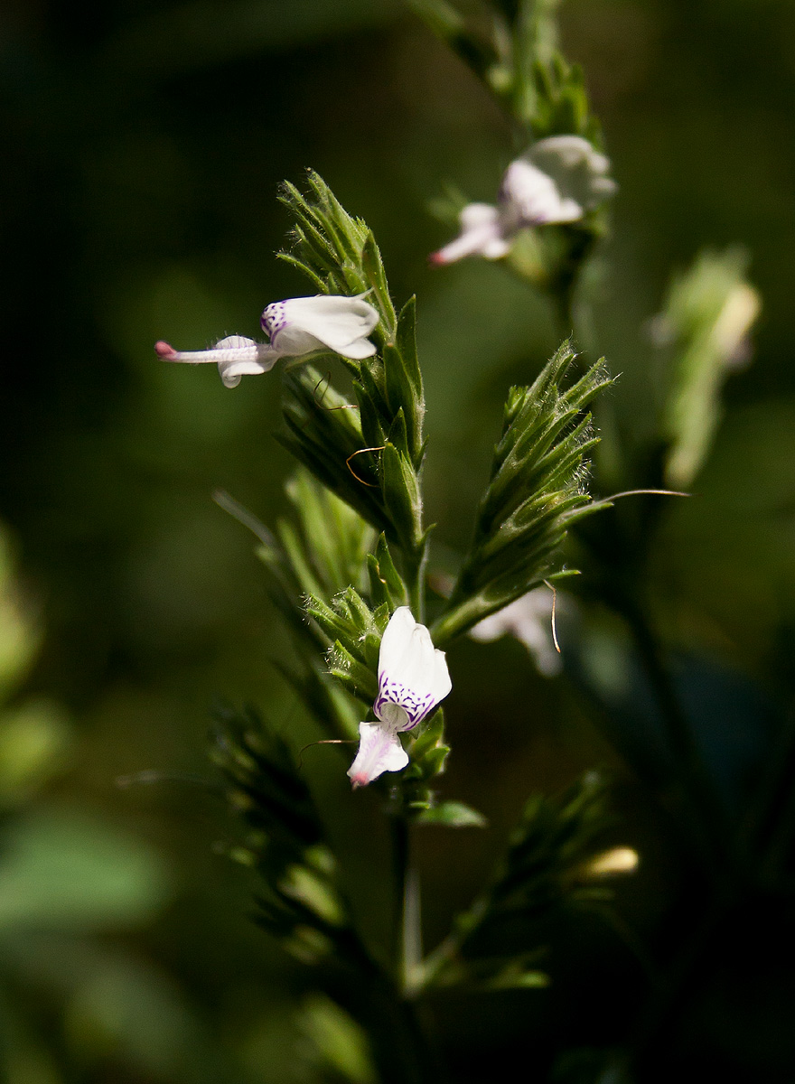 Hypoestes forskaolii subsp. forskaolii Hypoestes forskaolii subsp. forskaolii