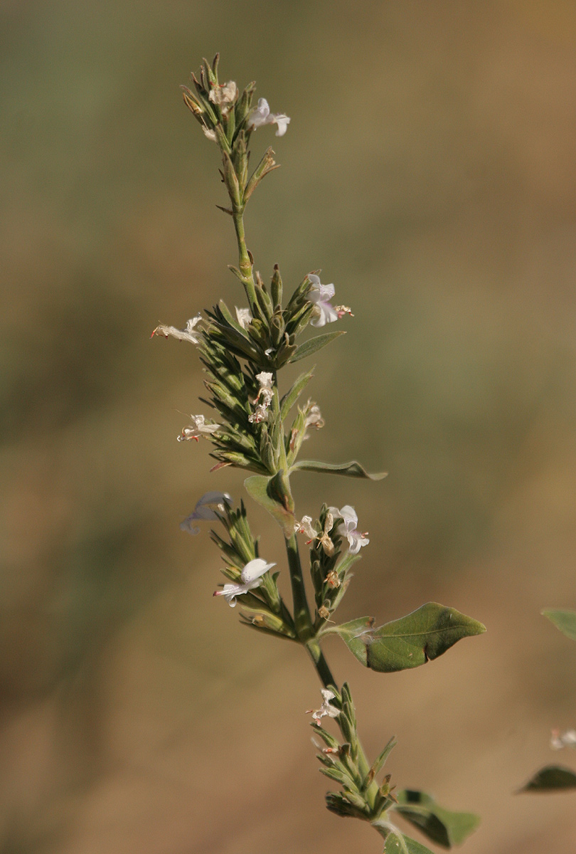 Hypoestes forskaolii subsp. forskaolii Hypoestes forskaolii subsp. forskaolii