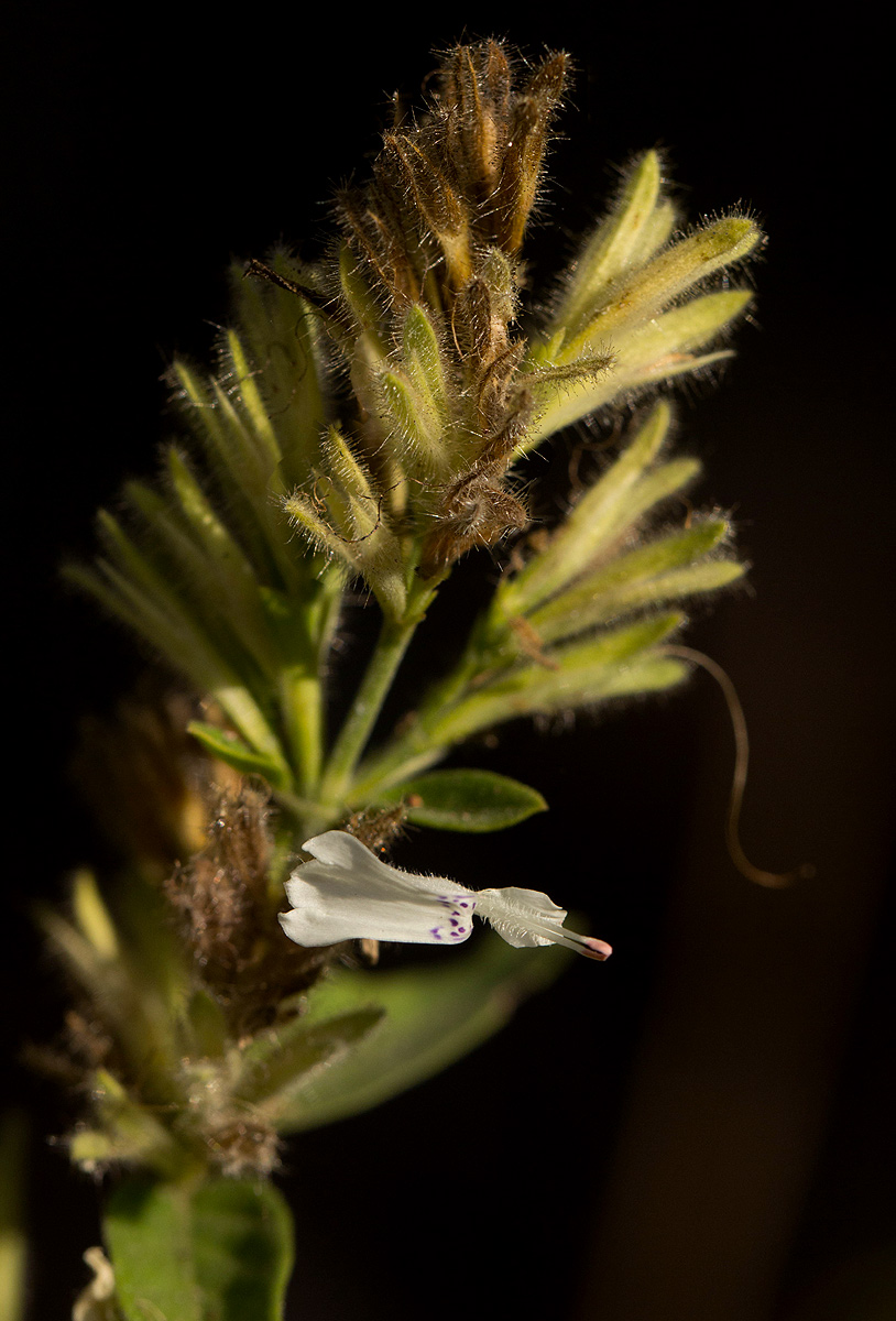 Hypoestes forskaolii subsp. forskaolii Hypoestes forskaolii subsp. forskaolii