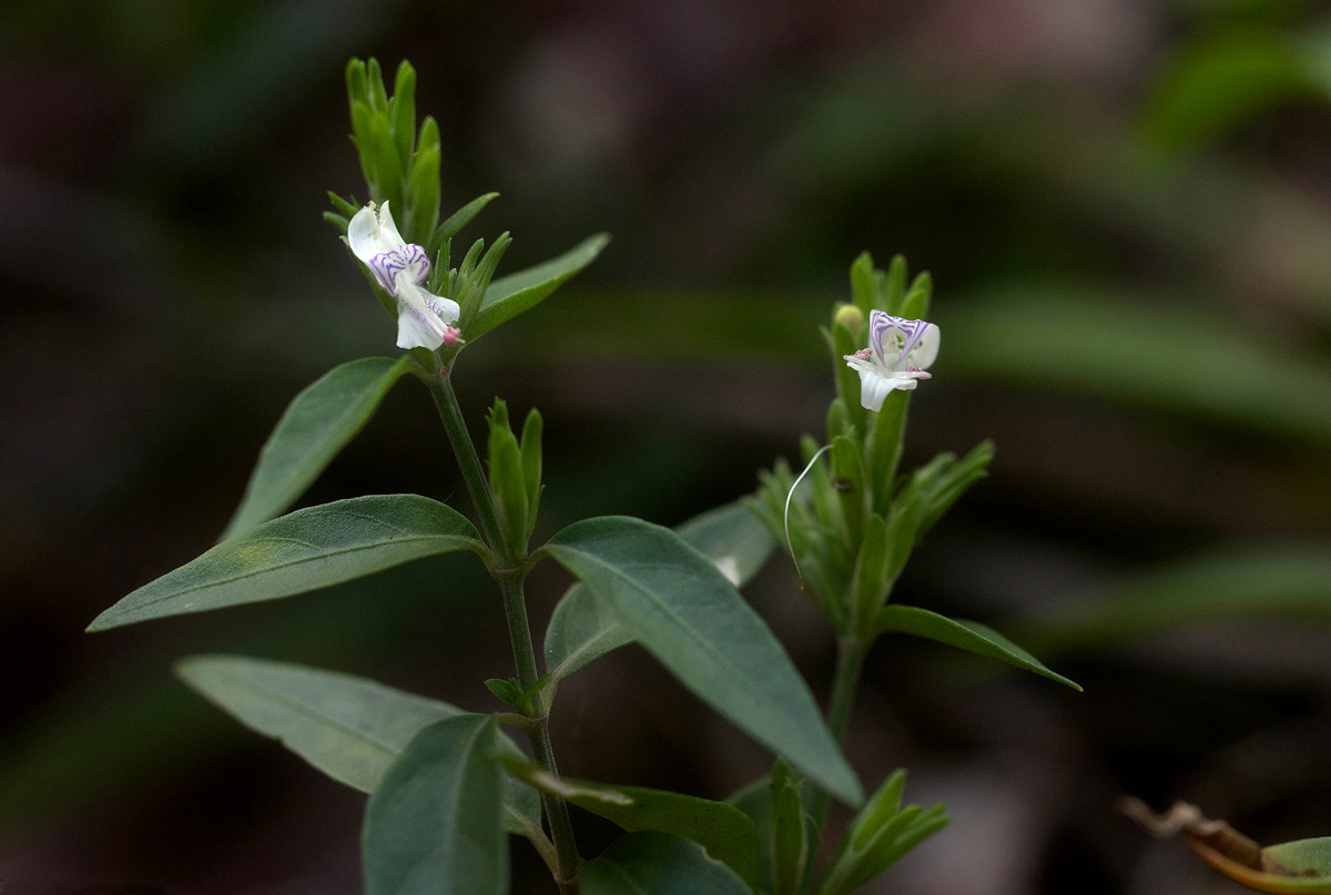 Hypoestes forskaolii subsp. forskaolii Hypoestes forskaolii subsp. forskaolii