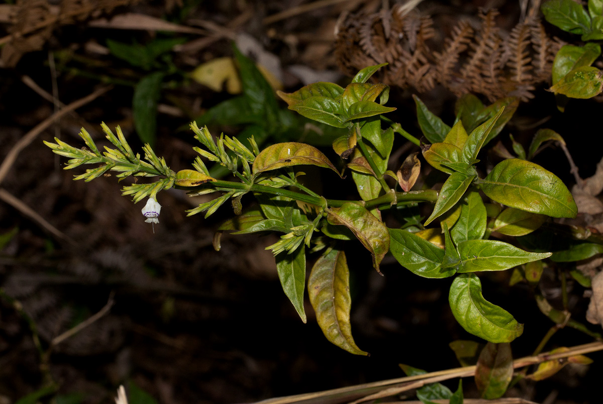 Hypoestes forskaolii subsp. forskaolii Hypoestes forskaolii subsp. forskaolii