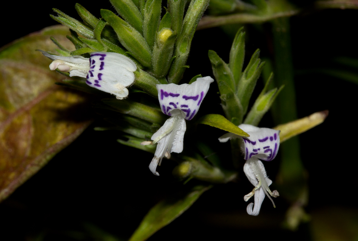 Hypoestes forskaolii subsp. forskaolii Hypoestes forskaolii subsp. forskaolii