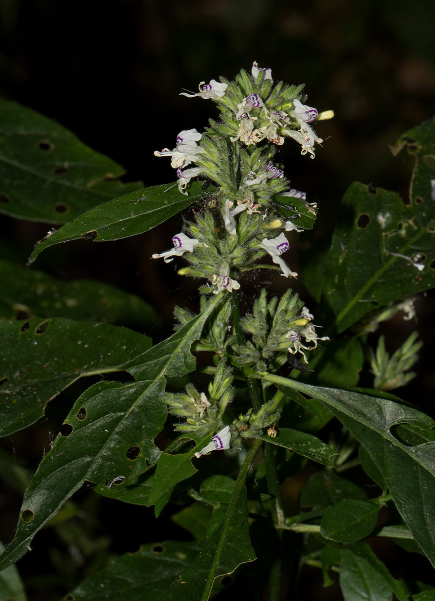 Hypoestes forskaolii subsp. forskaolii Hypoestes forskaolii subsp. forskaolii
