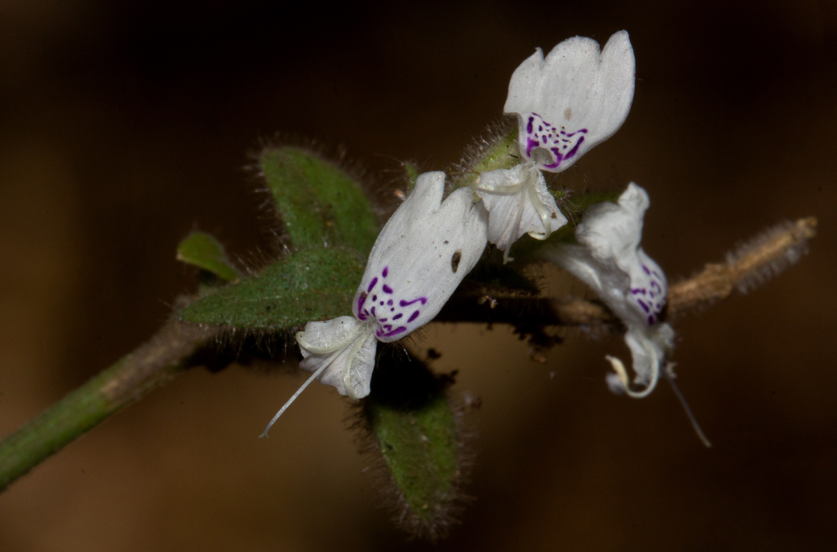 Hypoestes forskaolii subsp. forskaolii Hypoestes forskaolii subsp. forskaolii