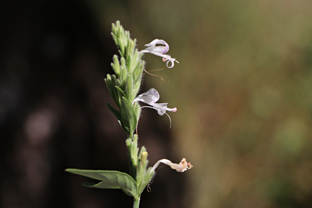 Hypoestes forskaolii subsp. forskaolii Hypoestes forskaolii subsp. forskaolii